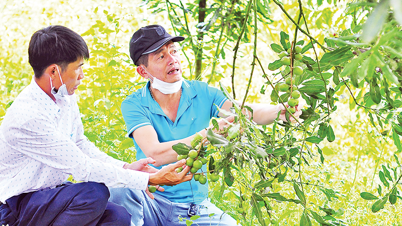 Lâm Đồng là địa phương dẫn đầu cả nước về diện tích và năng suất trồng mắc-ca.