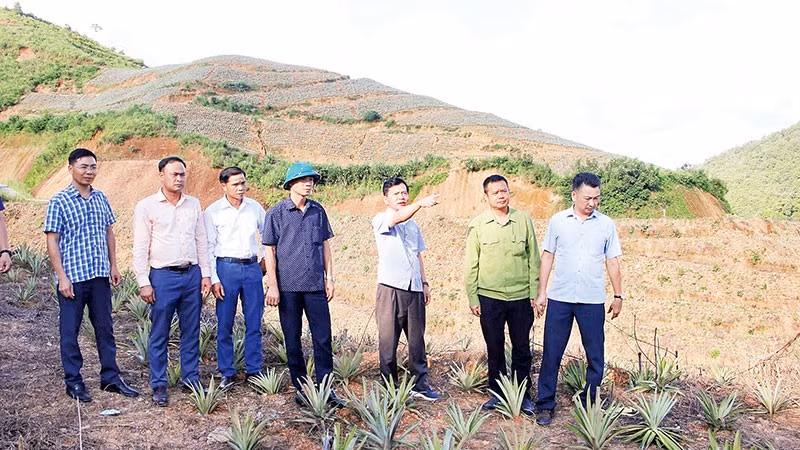 Lãnh đạo xã Búng Lao đánh giá hiệu quả mô hình trồng cây dứa mật tại bản Hồng Sọt.