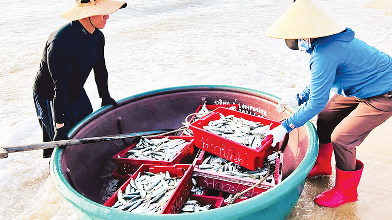 Khai thác hải sản là một trong những nghề truyền thống của người dân ven biển vùng Đồng bằng sông Hồng.