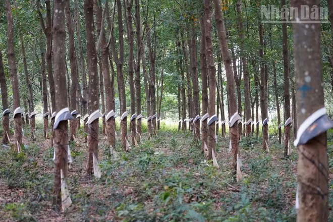 Cao su là một trong những cây trồng thế mạnh của tỉnh Mondulkiri, Campuchia. (Ảnh: ĐINH TRƯỜNG)