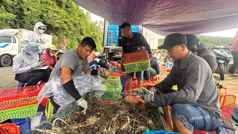 Ngư dân tỉnh Đắk Lắk khẩn trương xuất bán tôm hùm trước khi bão số 13 đổ bộ.