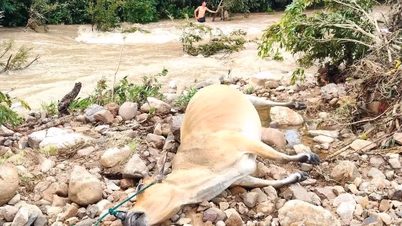 Nước lũ dâng cao đột ngột khiến bò của người dân buộc bên bờ suối xã Tây Sơn, tỉnh Đắk Lắk bị ngạt nước và chết. (Ảnh: Nguyễn Linh)