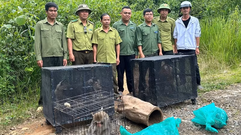 Trung tâm Bảo tồn voi, cứu hộ động vật và quản lý bảo vệ rừng tỉnh Đắk Lắk phối hợp các đơn vị đưa các cá thể động vật hoang dã quý hiếm đến Vườn Quốc gia Chư Yang Sin để thả về với môi trường tự nhiên.