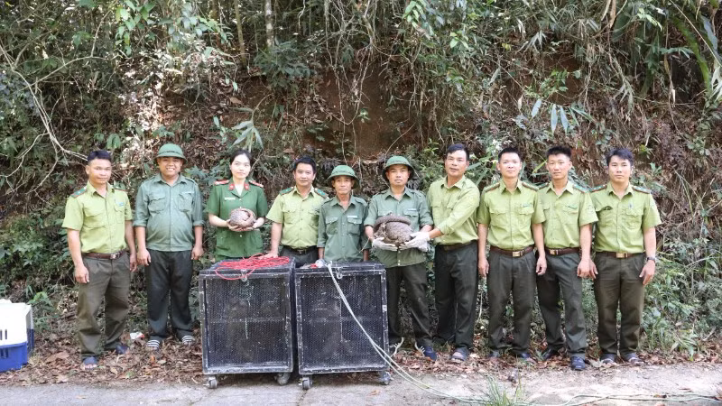 Các đơn vị tổ chức thả 5 cá thể động vật hoang dã về môi trường tự nhiên tại khu vực rừng thuộc Vườn quốc gia Chư Yang Sin.