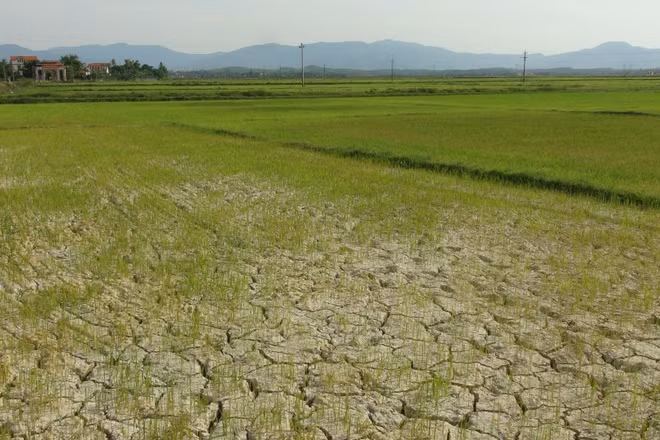 Ảnh chụp tháng 6/2019: Nhiều diện tích lúa vụ hè thu bị thiếu nước trầm trọng tại tỉnh Quảng Bình (cũ). (Ảnh: Đức Thọ - TTXVN)