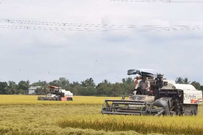 Ứng dụng cơ giới hóa vào thu hoạch lúa tại tỉnh Đồng Tháp. (Ảnh: NGUYỄN SỰ)