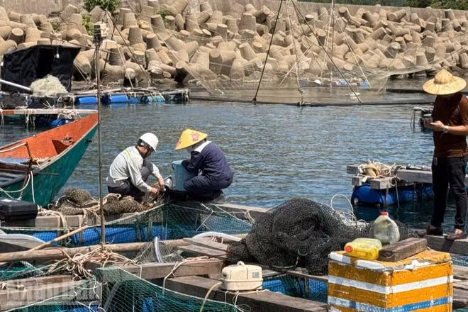 Các cơ quan chuyên môn lấy mẫu nước, mẫu cá tại khu vực lồng nuôi tại Vũng Áng. (Ảnh: NT)