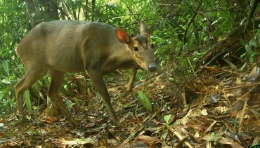 Bẫy ảnh ghi lại hình ảnh mang lớn tại Quảng Nam. Ảnh: WWF.
