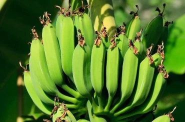 Chỉ có quả chuối được sử dụng, trong khi thân chuối bị vứt bỏ lãng phí.