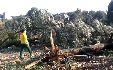 Hàng nghìn cây sầu riêng đã cho thu hoạch bị lốc làm bật gốc, ngã đổ.