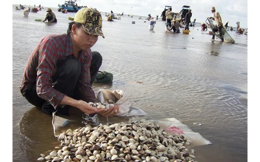 Nghêu nuôi tại Bến Tre bị chết do độ mặn tăng cao và nắng nóng.
