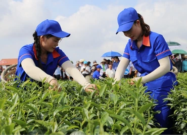 Thu hoạch chè ở xã Quảng Long, huyện Hải Hà (Quảng Ninh).
