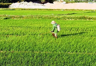 Nông dân xã Ðức Ninh, TP Ðồng Hới (Quảng Bình) phun thuốc phòng trừ sâu bệnh. Ảnh: NGỌC LAN
