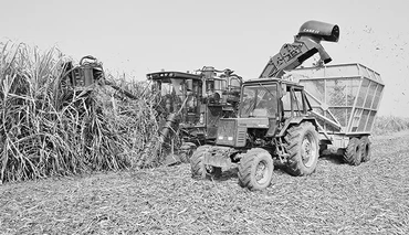 Thu hoạch mía nguyên liệu trên cánh đồng lớn của Nhà máy đường An Khê (Gia Lai).