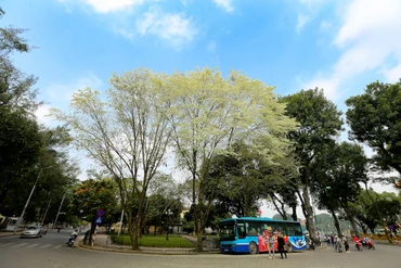 Ở Thủ đô Hà Nội những ngày này không khó để có thể bắt gặp những cây hoa sưa trắng muốt trên nhiều con phố. 