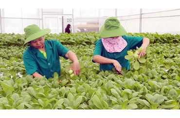 Thu hoạch rau thủy canh ở xã Quảng Tân, huyện Quảng Xương (Thanh Hóa).