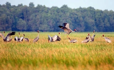 Sếu đầu đỏ ở Tràm Chim. Ảnh: WWF.