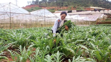 Chăm sóc vườn a-ti-sô tại phường 12, TP Đà Lạt (Lâm Đồng)