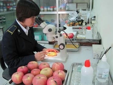 Cán bộ Chi cục Kiểm dịch vùng 7, cửa khẩu Tân Thanh (Lạng Sơn) kiểm tra mẫu quả.
