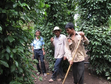 Người dân ấp Sóc Nê, xã Tân Tiến (Bù Đốp, Bình Phước) chăm sóc cây hồ tiêu.