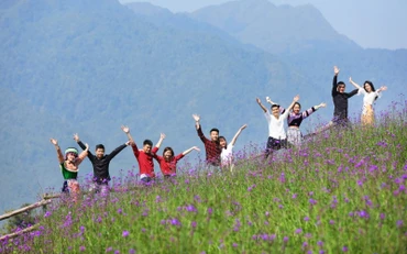 Chiêm ngưỡng hoa đỗ quyên trên đỉnh Hoàng Liên Sơn