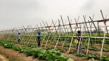 Bà con nông dân xã Tượng Sơn (Thạch Hà) bố trí lao động tham gia sản xuất hợp lý, bảo đảm thời vụ, tránh tụ tập đông người.
