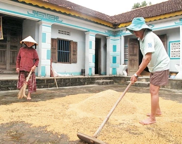 Người dân thôn Phú Sơn, phường Nhơn Hòa (thị xã An Nhơn) Bình Định phơi số lúa bị ướt do mưa lũ. Ảnh: NGUYỄN PHÚC