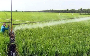 Nông dân xã Tân Công Sính, huyện Tam Nông (Ðồng Tháp) phun thuốc trừ sâu trên lúa. Ảnh: TRỌNG TRUNG