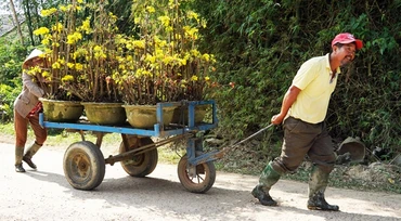 Người dân vận chuyển mai đi tiêu thụ trong các dịp xuân về. Ảnh: TRẦN HOA KHÁ 