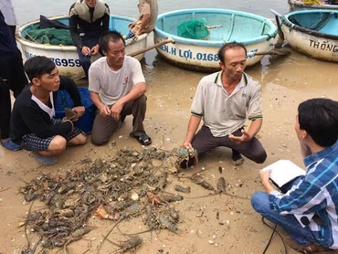 Tôm chết hàng loạt tại thôn Hòa Lợi, xã Xuân cảnh, thị xã Sông Cầu (Phú Yên). 