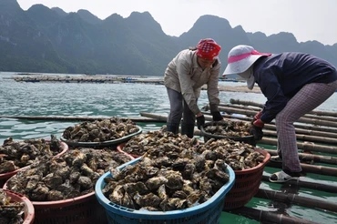 Mô hình nuôi hàu ở Bản Sen, huyện Vân Đồn, Quảng Ninh.