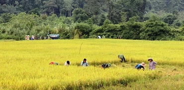 Bản Rục vào mùa lúa mới.