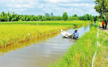Người dân sản xuất tôm - lúa ở Cà Mau.