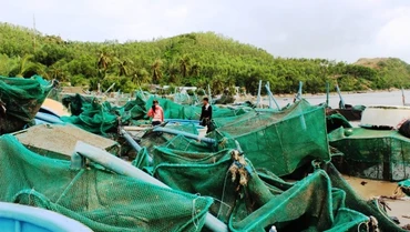 Người dân xã Xuân Thịnh vớt vát từng con tôm hùm chết, sửa sang lại lồng bè để tiếp tục thả nuôi vụ tới.