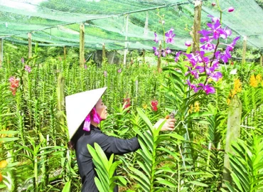 Nông dân xã Phước Hiệp, huyện Củ Chi trồng hoa lan cắt cành cho thu nhập cao, ổn định.