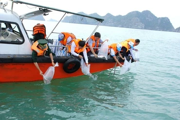 Hơn 10 vạn con giống được thả ra biển.