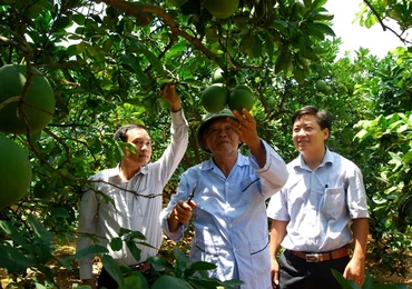 Mô hình trang trại trồng bưởi Diễn ở xã An Sinh, huyện Đông Triều.
