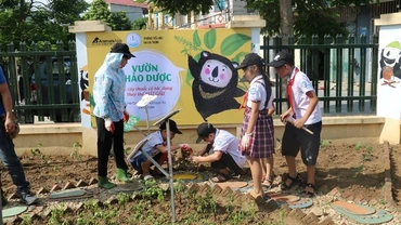 Vườn thảo dược được các học sinh tiểu học xã Phụng Thượng trồng trước năm học mới.