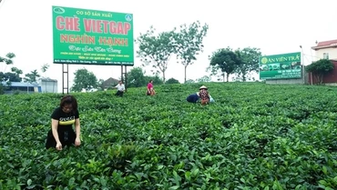 Khách du lịch thăm vùng chè đặc sản Tân Cương.
