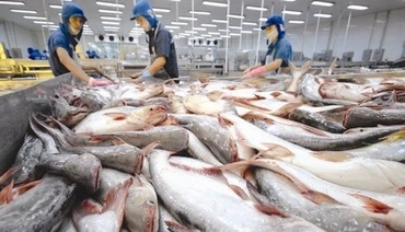 Xuất khẩu cá tra đang đón những tín hiệu tốt từ các thị trường lớn.