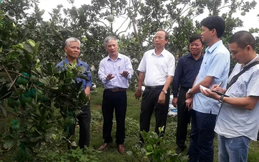 Vùng quả ngọt Phúc Thuận, thị xã Phổ Yên. 