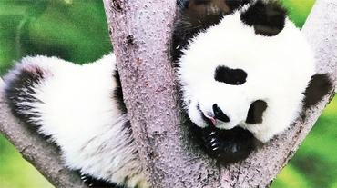 Panda - Biểu tượng của du lịch Tứ Xuyên.