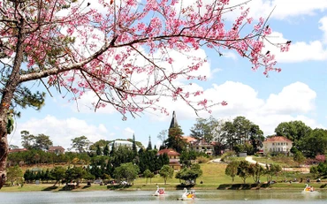 Những năm gần đây, hàng nghìn cây mai anh đào được di thực về quanh hồ Xuân Hương và nhiều cung đường khác trong thành phố, dần tạo nên những “không gian mai anh đào” quyến rũ. 