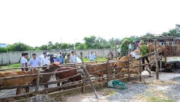 Các hộ dân tiếp nhận và đưa bò về nuôi.
