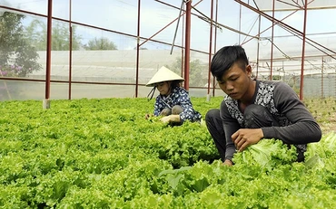 Thu hoạch rau sạch trong nhà lưới tại TP Đà Lạt.