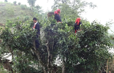 Thu hái chè Shan tuyết tại xã Cao Bồ, huyện Vị Xuyên, tỉnh Hà Giang.