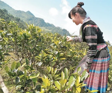 Buổi sáng lên nương chè.