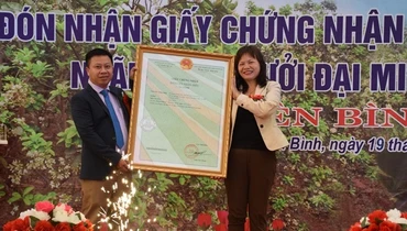 Bưởi Đại Minh được cấp chứng nhận nhãn hiệu