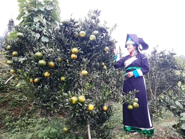Quýt Mường Khương được trồng trên đất dốc, ở độ cao trung bình gần một nghìn mét so với mực nước biển, có khí hậu mát lạnh, bảo đảm chất lượng.