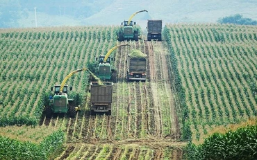 Thu hoạch ngô làm thức ăn cho bò sữa tại Nghệ An.